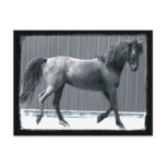 Arab Prance Postcards