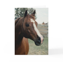 Arabian at Pasture Greeting Card