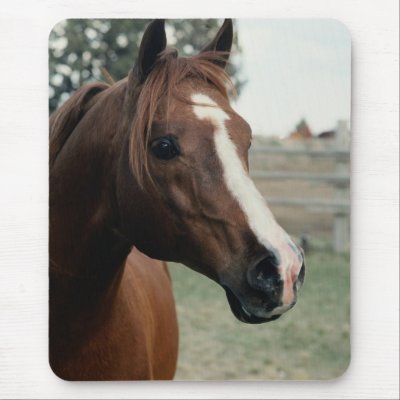 Arabian at Pasture Mouse Pad by HorseLoversGifts