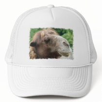 Arabian Camel Baseball Hat