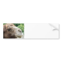 Arabian Camel Bumper Stickers