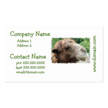 Arabian Camel Business Cards