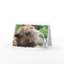 Arabian Camel Greeting Card