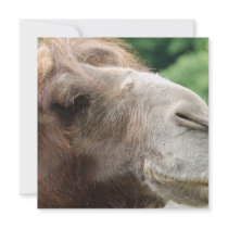 Arabian Camel Invitations