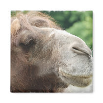 Arabian Camel Magnet