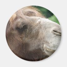 Arabian Camel Magnet