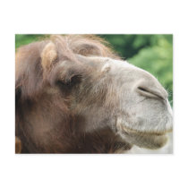 Arabian Camel Postcard