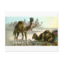 Arabian Camel Postcards