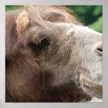 Arabian Camel Poster