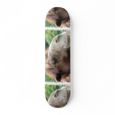 Arabian Camel Skateboard by WildlifeAnimals