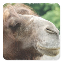 Arabian Camel Stickers