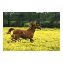 Arabian foal and mare running through art photo