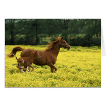 Arabian foal and mare running through