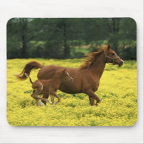 Arabian foal and mare running through
