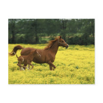 Arabian foal and mare running through