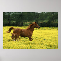 Arabian foal and mare running through