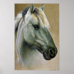 Arabian (head study) poster