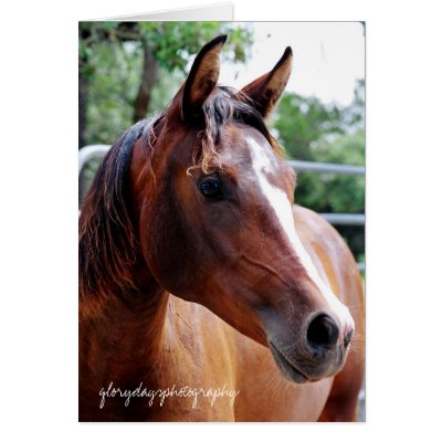 arabian horse head shot, glorydaysphotography greeting card by heididunlop