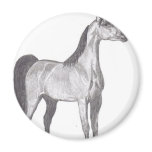 Arabian Horse in Pencil magnets