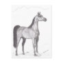 Arabian Horse in Pencil Postcards