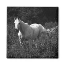 Arabian Horse Fridge Magnet