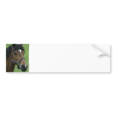Arabian Horse Pictures Bumper Stickers by HorseStall