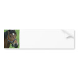 Arabian Horse Pictures Bumper Stickers bumper stickers