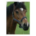 Arabian Horse Pictures Greeting Card