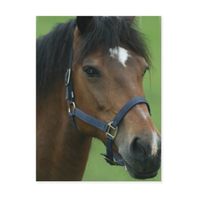 Arabian Horse Pictures Postcard by HorseStall