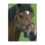 Arabian Horse Pictures Postcard
