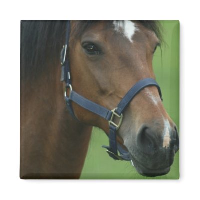 Arabian Horse Pictures Square Magnet by HorseStall
