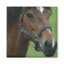 Arabian Horse Pictures Square Magnet