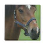 Arabian Horse Pictures Square Magnet