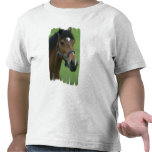 Arabian Horse Pictures Toddler T-Shirt