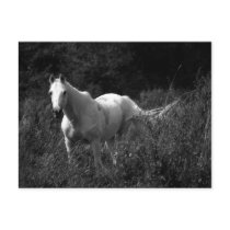 Arabian Horse Post Card