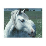 Arabian Horse Post Cards