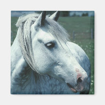 Arabian Horse Refrigerator Magnet
