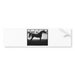 Arabian Horse Silhouette Black and White bumper stickers