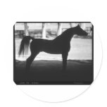 Arabian Horse Silhouette Black and White Round Sticker