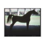Arabian Horse Silhouette Postcard