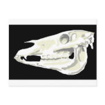 Arabian Horse Skull Postcard