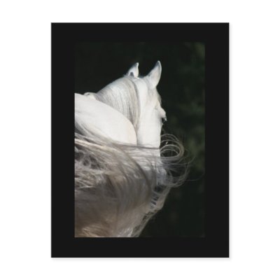 Arabian Horse Slick Post Cards by PegsPlace