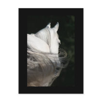 Arabian Horse Slick Post Cards