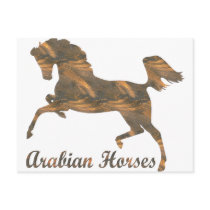 Arabian Horses