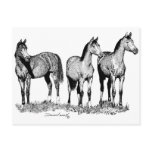 Arabian Horses Post Cards