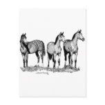 Arabian Horses Postcard