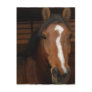 Arabian Horses Postcard