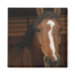 Arabian Horses Square Magnet