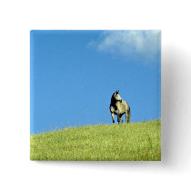Arabian mare, Victoria, Australia Pins