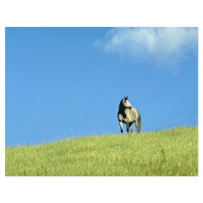 Arabian mare, Victoria, Australia Custom Flyer by beautifulclicks